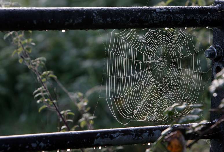 Ao contrário do que se imagina, as aranhas que representam um perigo real para nossa casa não produzem grandes teias