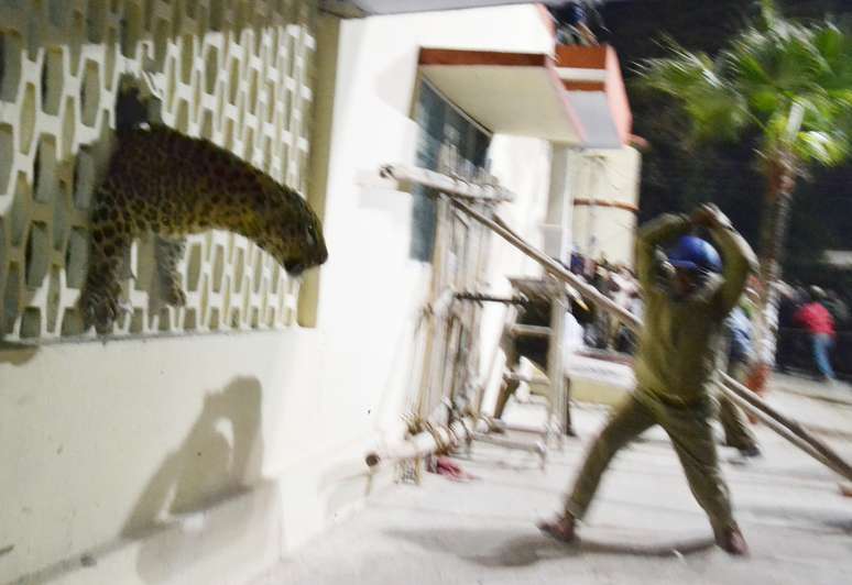 <p>Mesmo sob efeito de tranquilizante, o animal conseguiu escapar através das frestas das grades do hospital do exército, onde foi encontrado</p>