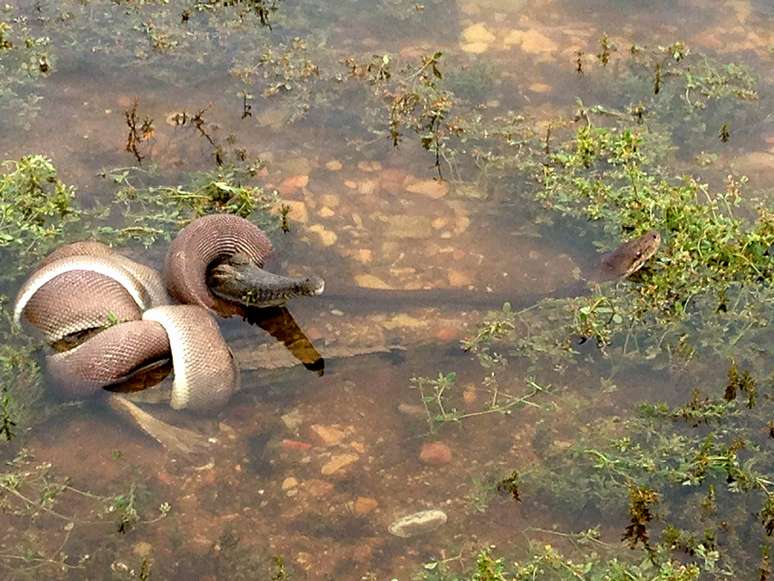 A enorme serpente venceu a batalha de vida ou morte contra o outro réptil e conseguiu engolir o crocodilo inteiro