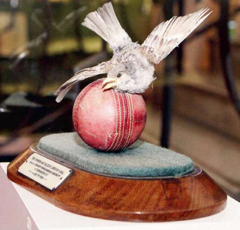 <p><strong>Pardal vítima do críquete: </strong>o Melbourne Cricket Club Museum conta com um pardal empalhado morto em pleno voo. O animal foi atingido por uma bola de críquete lançada pelo paquistanês Jahangir Khan durante uma partida em 1936. Seu cadáver agora fica em cima da bola que o matou</p>