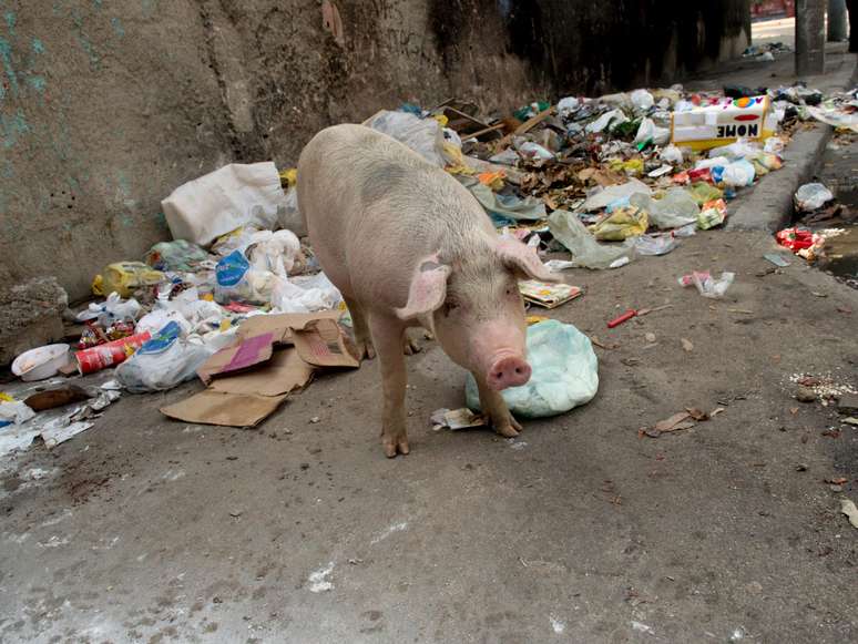 <p>Porcos remexem no lixo acumulado em São Cristóvão durante paralisação dos garis do Rio de Janeiro, em greve desde sábado</p>