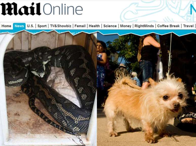 Uma australiana descobriu que seu cachorro tinha sido comido por uma cobra píton quando a encontrou na casinha do cão