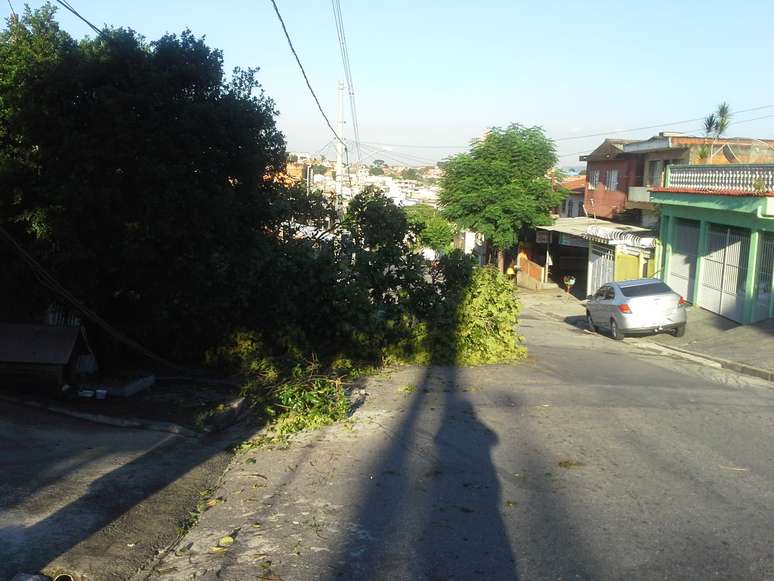 Segundo a Subprefeitura Campo Limpo, a &aacute;rvore ser&aacute; retirada ainda nesta ter&ccedil;a-feira