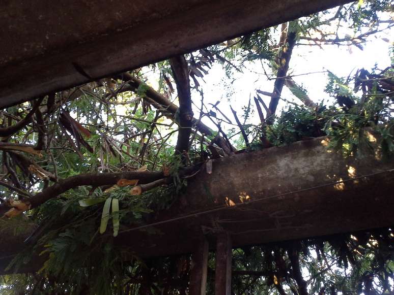 Galho de &aacute;rvore quebrou telha de garagem na zona sul da capital paulista