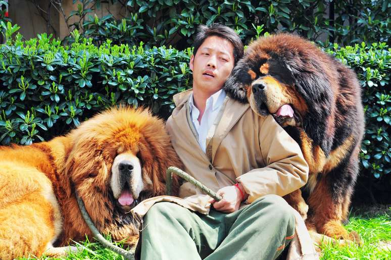 <p>O comprador pagou cerca de 12 milhões de iuanes (US$ 1,9 milhão) pelo mastiff tibetano de pelo dourado (esquerda)</p>