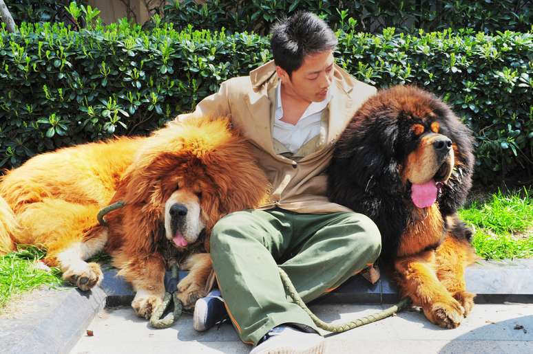 Um filhote de um cachorro da raça mastiff tibetano poder ter se tornado o cão com maior valor em uma venda 