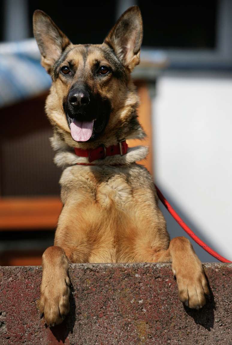 Temperaturas não fariam bem à saúde de seu cachorro, da raça Pastor Alemão, segundo político