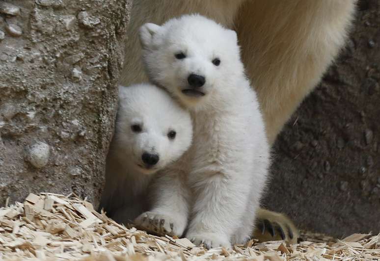 <p><strong>PEQUENOS URSOS - </strong>Em março, os filhotes gêmeos de urso polar fizeram sua primeira aparição em um zoológico alemão público, em Munique</p><p> </p>