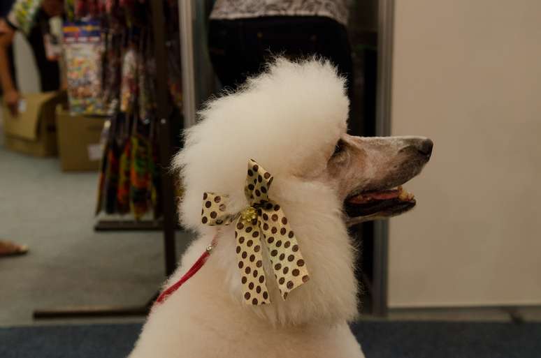 <p>Pet da russa Olga Zabelinskaya, na PET Expo Rio</p>