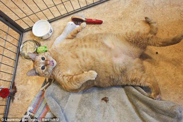 <p>Veterinários britânicos afirmaram que mais de 2 milhões de gatos (um em quatro) estão com sobrepeso; o gato da foto morreu 3 dias depois de ser adotado</p>