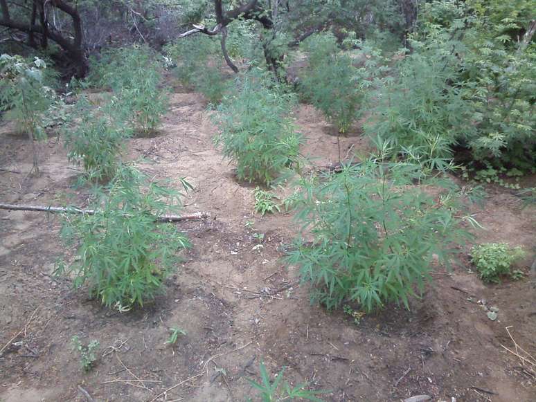 Polícia destruiu cerca de 7,5 mil pés de maconha