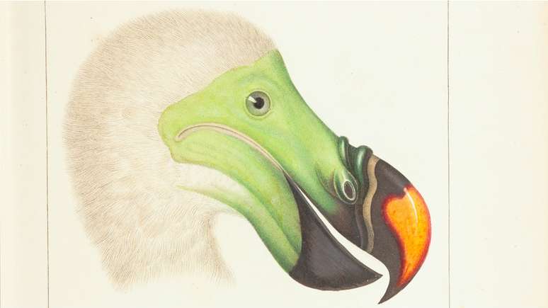 Acredita-se que esta ave dodo, que habitava as ilhas Maurício, no oceano Índico, tenha sido extinta por volta de 1690