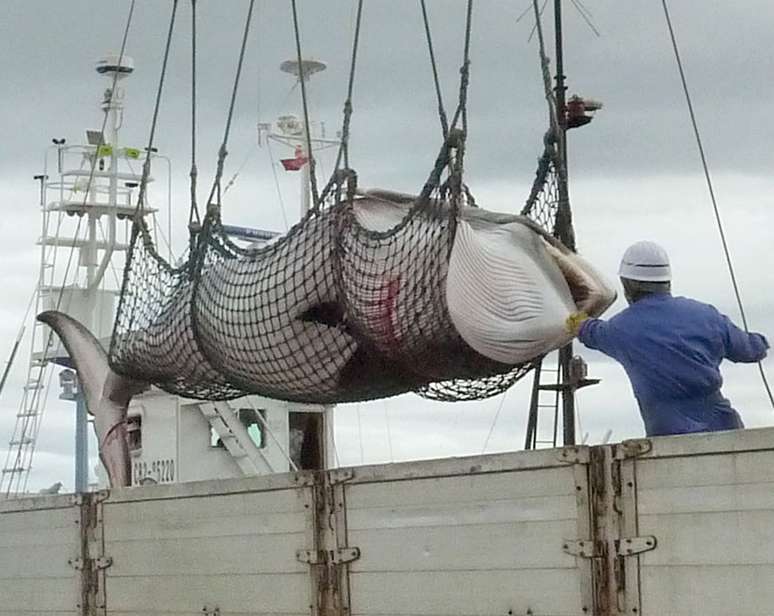 <p>Baleia minke &eacute; descarregada&nbsp;em&nbsp;porto da ilha de Hokkaido, em setembro de 2013&nbsp;&nbsp;</p>