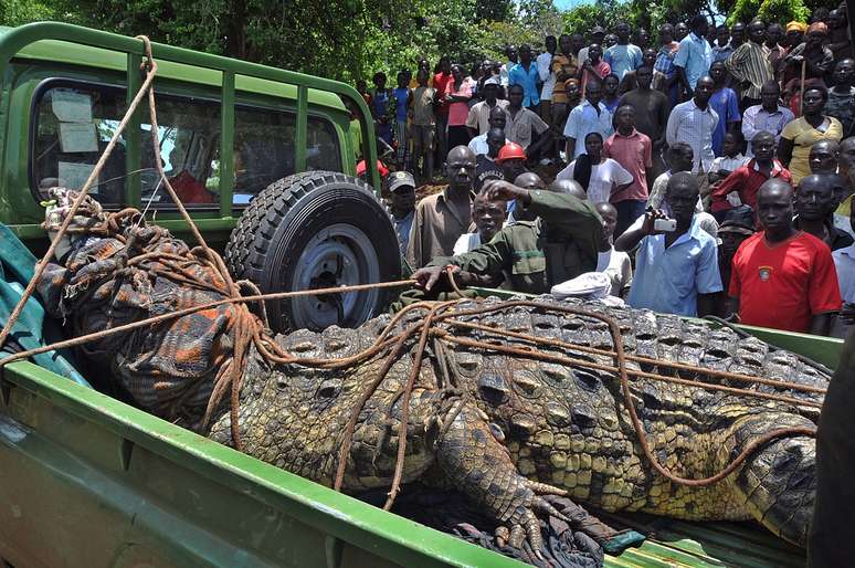 O crocodilo foi transferido para um parque e pode ter matado pescadores e mutilado pessoas