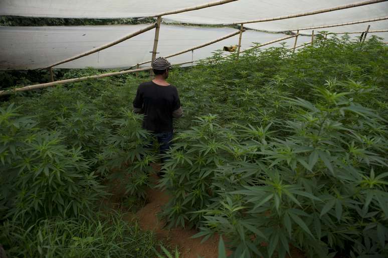 <p>Homem caminha em uma estufa de maconha na &aacute;rea rural de Corinto, no departamento de Cauca, na Col&ocirc;mbia</p>