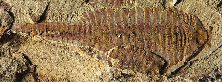 Fóssil encontrado tem 520 milhões de anos