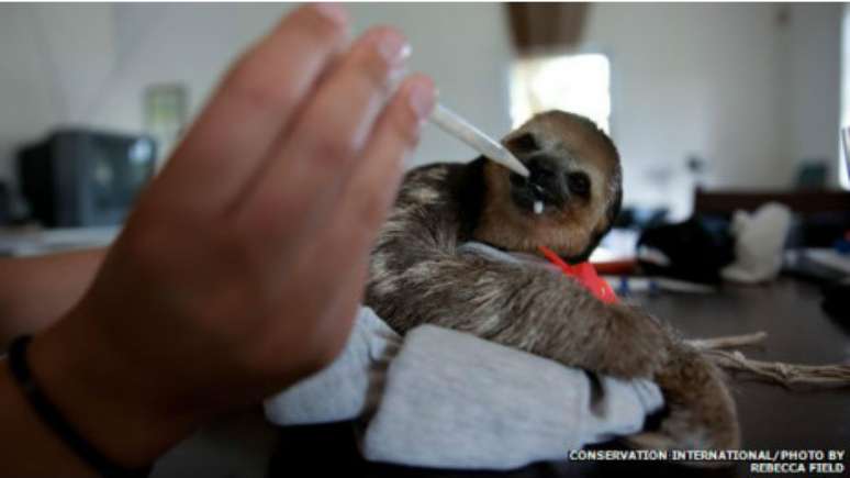 <p>Os beb&ecirc;s pregui&ccedil;a t&ecirc;m que ser alimentados com conta-gotas</p>