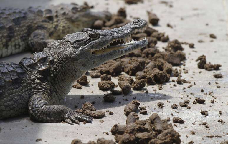 <p>Crocodilos são alimentados todos os dias com porções vegetarianas, em uma fazenda em Kariba, no Zimbábue</p>