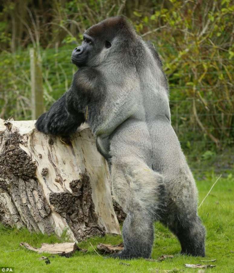 <p>Ambam ficou conhecido mundialmente como o gorila que anda como um humano, graças à sua habilidade de caminhar sobre as duas patas traseiras</p>