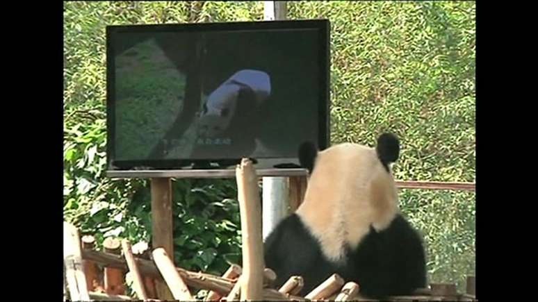 Televisões com imagens de pandas foram colocadas na jaula para fazer companhia ao animal deprimido