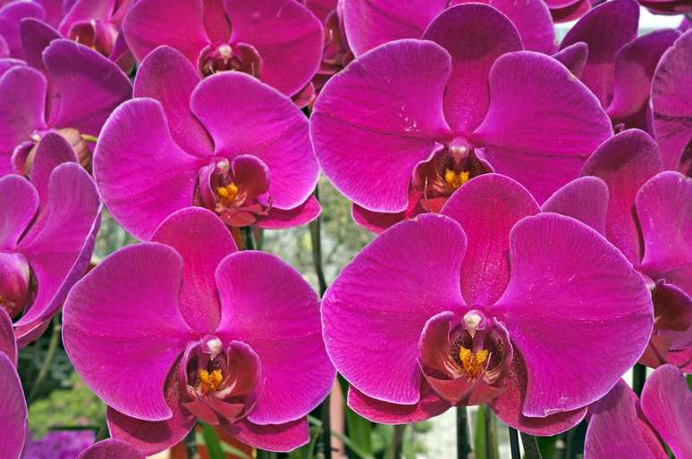 <p>Todo mundo gosta de flores na decoração. Mas as orquídeas parecem ser um caso à parte: despertam paixões intensas, a ponto de haver inúmeros grupos, associações e sociedades de especialistas ou leigos dedicados ao amor pela planta</p>