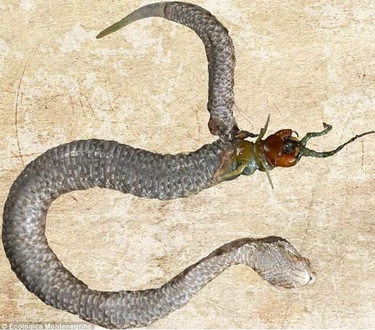 <p>A centopeia não resistiu à luta com a cobra e morreu</p>