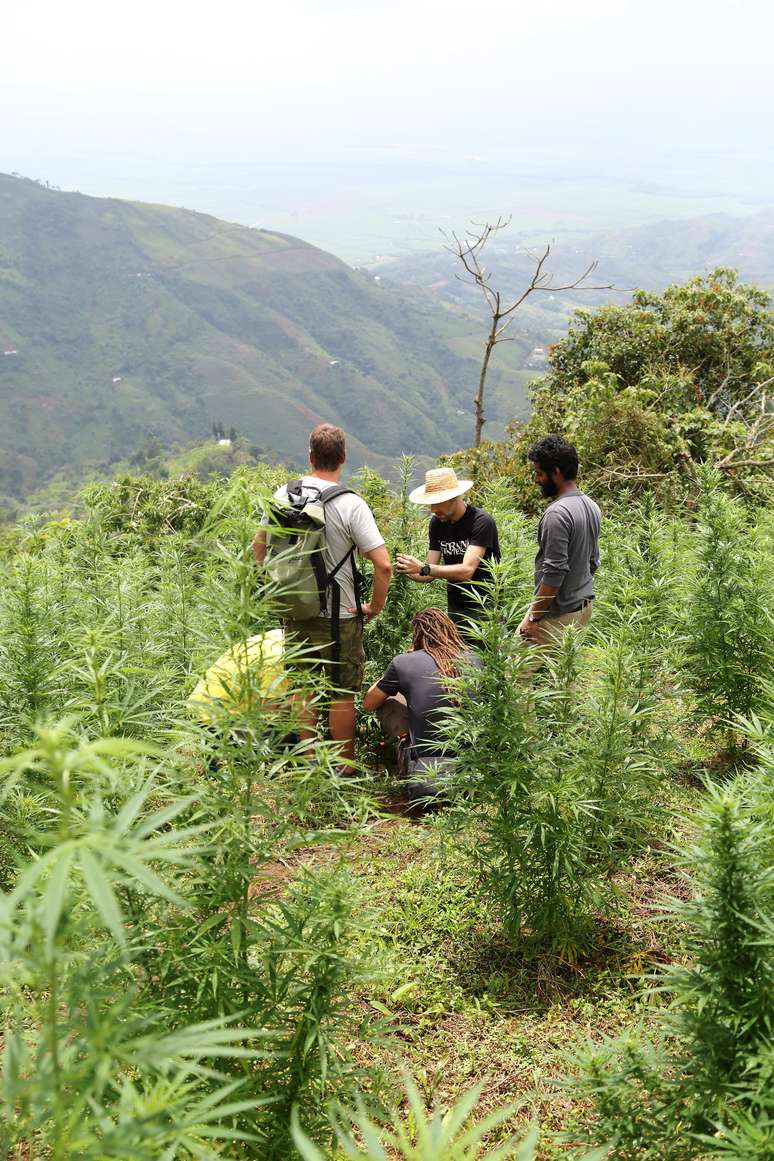 <p>Arjam Roskam com sua equipe buscando novas cannabis na América do Sul</p>