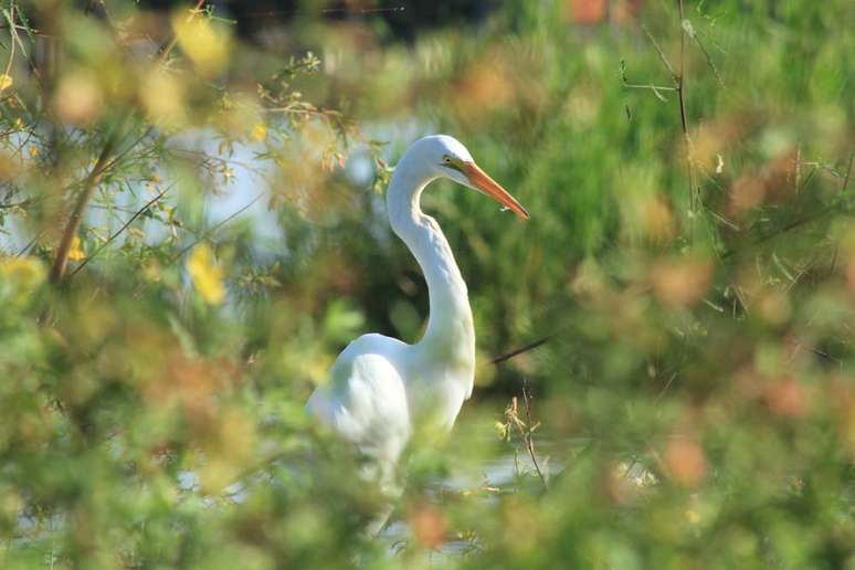 <p>Três Lagoas, 20/4 - Garça é fotografada às margens da Lagoa Maior, no Mato Grosso do Sul; local é um dos cartões postais da cidade</p>