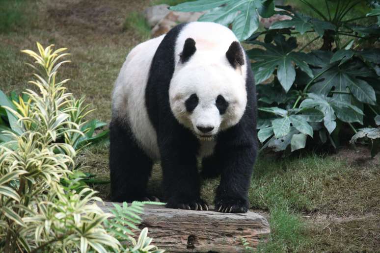 <p>Extremamente dócil e tímido, o panda gigante dificilmente ataca o homem, a não ser quando extremamente irritado</p><p> </p>