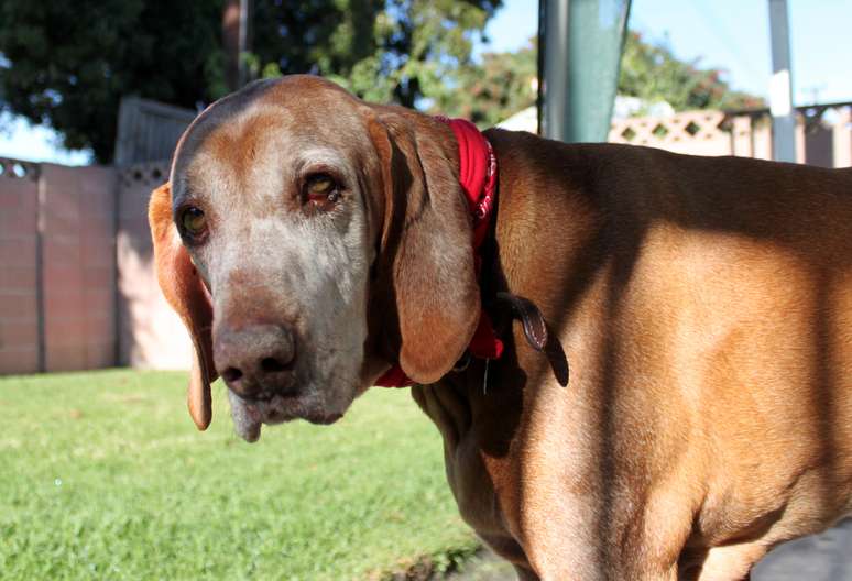 <p>"Cães idosos sofrem de demência e de outras doenças, assim como os humanos, o que dificulta o cuidado rotineiro com o animal", afirma a proprietária do abrigo</p>