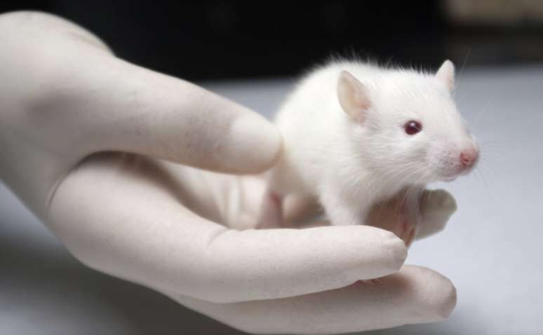 <p>Ratos de laboratório foram geneticamente modificados para possuirem as mesmas características que as pessoas com Alzheimer, em relação à memória</p>