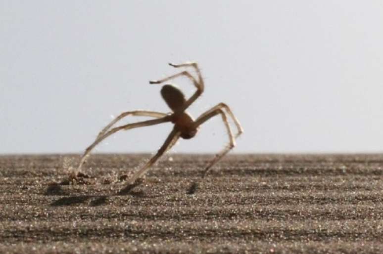 <p>Aranha da espécie Cebrennus rechenbergi faz suas rotações em terrenos planos, declives e até mesmo em aclives</p>