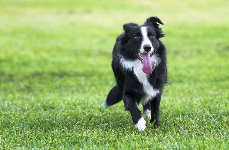 <p><strong>Border Collie</strong><br />Tido como o mais inteligente do mundo canino, o Border Collie é um cachorro extremamente eficiente como pastor. Criada para ajudar no pastoreio de rebanhos, a raça é vista com admiração nesse trabalho desde meados do século 19. Alerta e obediente, esse cão precisa de atividades constantes</p>