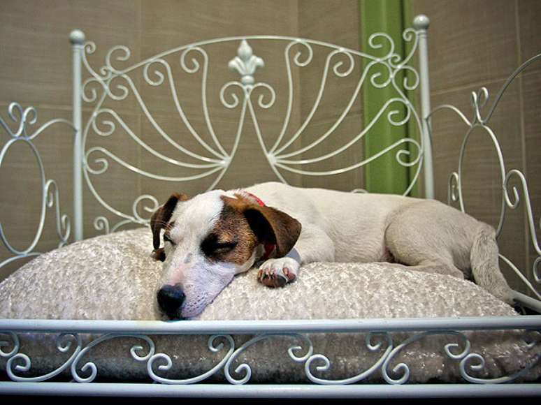 Como saber se os animais sonham? Observ&aacute;-los enquanto dormem &eacute; um m&eacute;todo