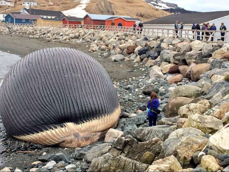 <p>Pesquisadores do Museu de Ontário colherão o esqueleto e amostras de tecido da baleia azul que encalhou em Rio Trout</p>