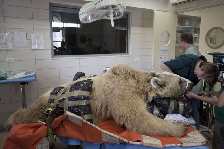 <p>Mango, um urso s&iacute;rio pardo, de&nbsp;19 anos, repousa sobre uma cama, enquanto os veterin&aacute;rios do jardim zool&oacute;gico e funcion&aacute;rios o preparam&nbsp;para a cirurgia no hospital veterin&aacute;rio <em>Ramat&nbsp;Gan Zoological Cente</em>r,&nbsp;perto de Tel Aviv, em Israel, nesta quarta-feira, 7 de maio</p>