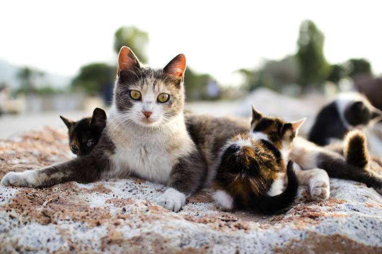 Conheça as principais curiosidades sobre os gatos!