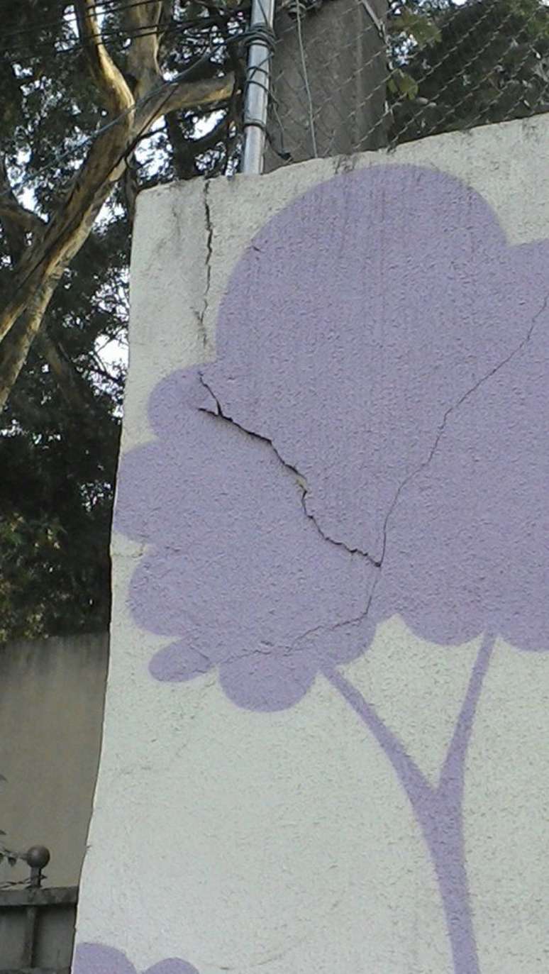 &Aacute;rvore est&aacute; em terreno de escola da prefeitura