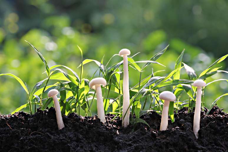 O fungo filtra a matéria orgânica para a absorção das plantas. Se brotaram, é sinal de que o jardim está bem nutrido