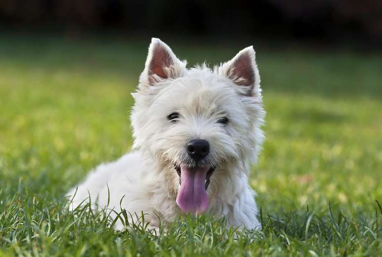 <p><strong>West Highland White Terrier</strong><br />Popularizado no Brasil depois de virar o porta-voz de uma marca tecnológica, o Westa Highland White Terrier é muito popular entre os donos de pets caninos, cativando as pessoas com seu comportamento carinhoso e protetor</p>