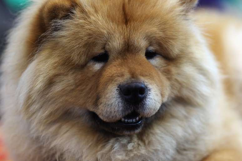 Chow-chow é uma raça de cachorro originária da Mongólia