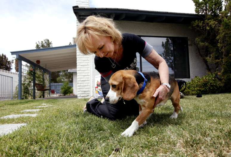 <p>Wayne, um dos nove beagles que foram resgatados de um laboratório de testes no sudoeste; os animais serão adotados por lares em Nevada. O grupo por trás do esforço é o projeto Beagle Freedom, que foi fundada há mais de três anos; esta foi a primeira vez que Wayne tinha tocado grama.</p>