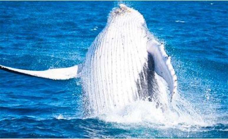 <p>Aumento da população das baleias é resultado de ações governamentais, aliadas aos esforços da sociedade civil</p>