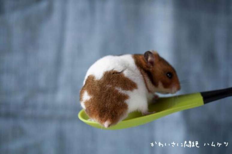 <p><em>Hamuketsu</em>, uma&nbsp;mistura das palavras 'hamster' e 'bumbum', em japon&ecirc;s, &eacute; a nova mania nacional</p>