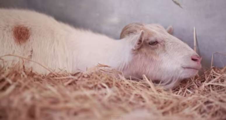 <p>Mr. G entrou em depress&atilde;o ap&oacute;s ser separada do amigo burro</p>