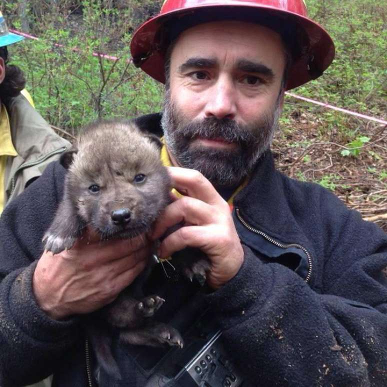 <p>Bombeiro mostra um dos 5 filhotes de lobo encontrados em uma reserva do Alasca</p>