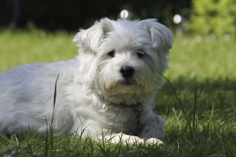 <p>West Highland White Terrier</p>