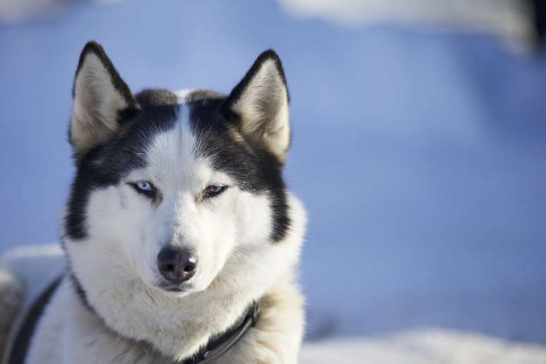 <p>A ra&ccedil;a Husky Siberiano &eacute; uma das com mais chances de desenvolver a alopecia X</p>