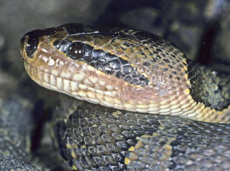 <p>A cobra d'água é uma das espécies identificadas pela ONG WWF</p>