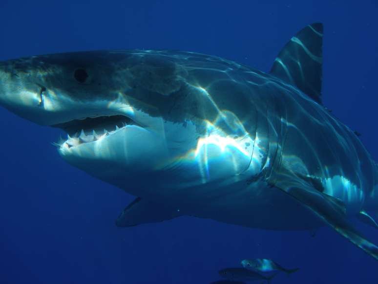 <p>"Tubarão Alpha", como foi nomeada a presa, mergulhou cerca de 609 metros, quando sua temperatura corporal passou de pouco mais de 4ºC para 26ºC, repentinamente</p>